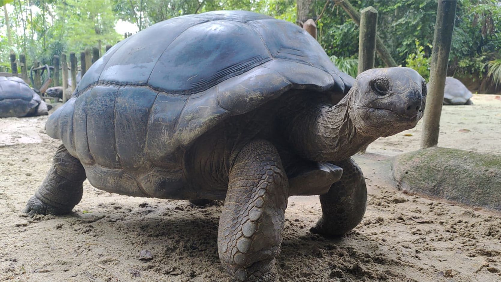 /content/dam/wrs/wrs-corporate/partner-with-us/individual-partnerships/animal-selection/AS2-Giant_Tortoise_Coco_(1670 x 940).jpg